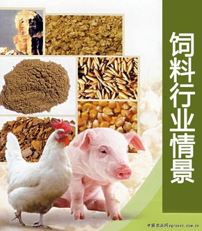 推動(dòng)中國(guó)飼料行業(yè)持續(xù)發(fā)展的策略與展望