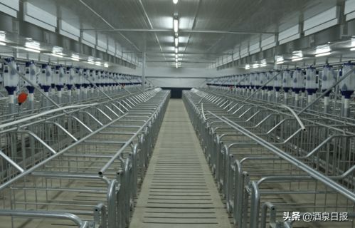 打出組合拳，酒泉市多措并舉促生豬穩產保供，助力畜牧漁業飼料銷售穩健發展